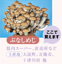 ぶなしめじ