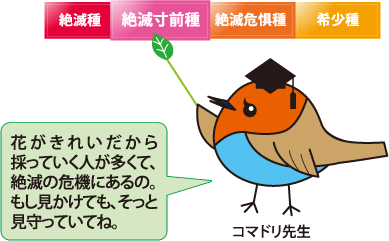 コマドリ先生