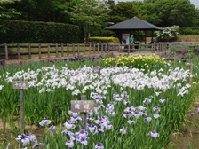 菖蒲園