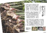 小しょうが