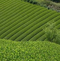 茶