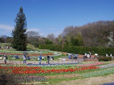 花の道のチューリップ