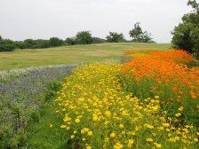 大型テント前のお花畑