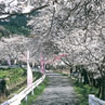 みくまり桜（宇陀市）