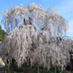 大野寺（宇陀市）