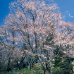 丸山公園（御杖村）