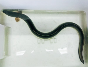 県内産のウナギ