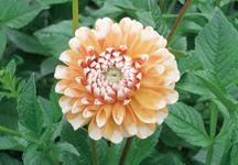 dalia