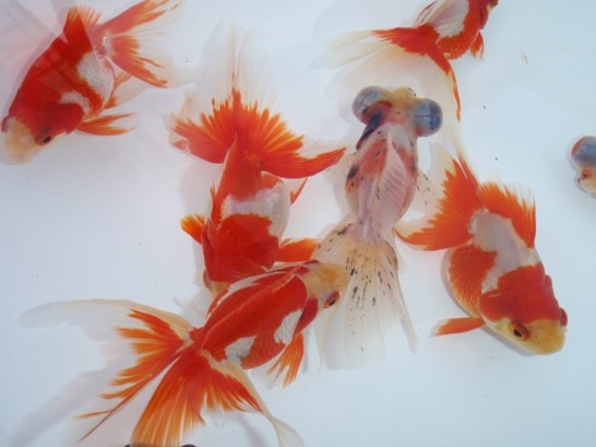金魚