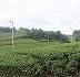 山の斜面に広がる月ヶ瀬の茶園