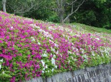 満開のヒラドツツジ