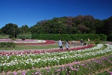 花の道のコスモス