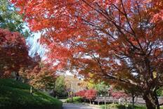 イロハモミジの紅葉