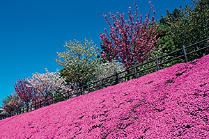 芝桜