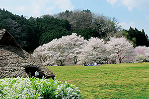 大川桜まつり