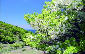 三峰山(みうねやま)に白ツツジのシーズン到来!