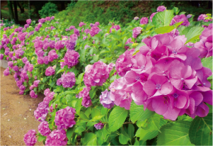 紫陽花