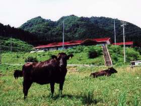 放牧中の黒毛和種母牛