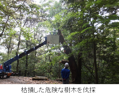 枯損木処理