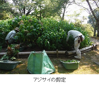 アジサイ剪定