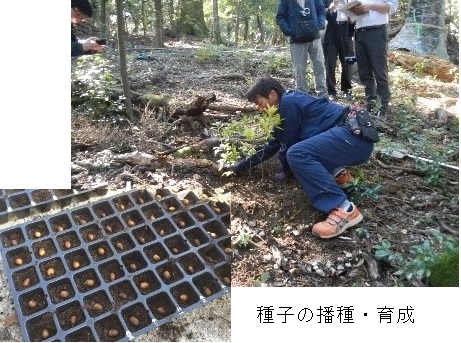 樹林の育成
