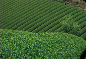 お茶