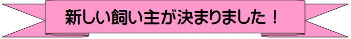 案内バー