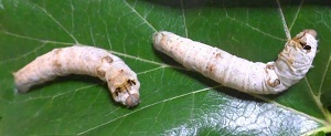 image_1