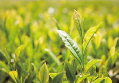 大和茶
