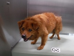 収容犬写真