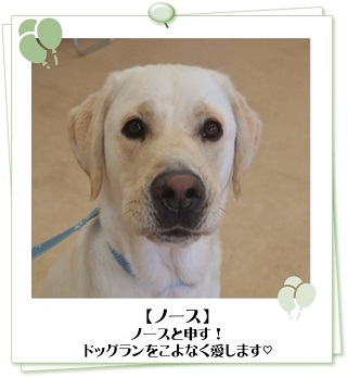 ノースくん