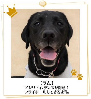 ラムちゃん