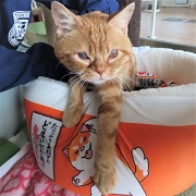 どん兵衛バニラ