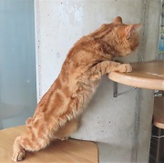 横から伸びバニラ