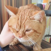 撫でられバニラ