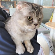 抱っこオレオ