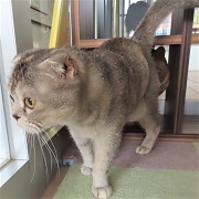 出てきたオレオ
