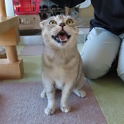 オレオ