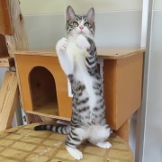 おもちゃ狙いダンス