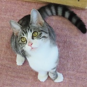 上から見たプリッツ