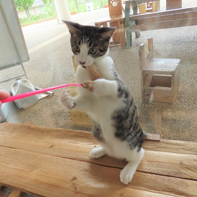 ニュータあそぶ