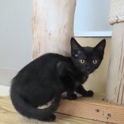 横からつくだに