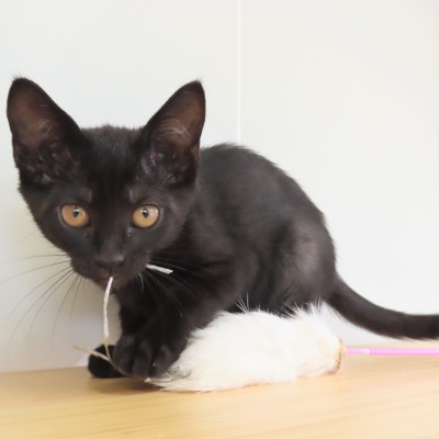 大きいつくだに