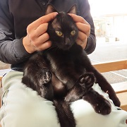 ミズナラ