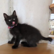 舌ペロめろでぃー