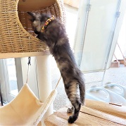 れでぃー後ろ姿