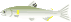 あゆが泳いでいます