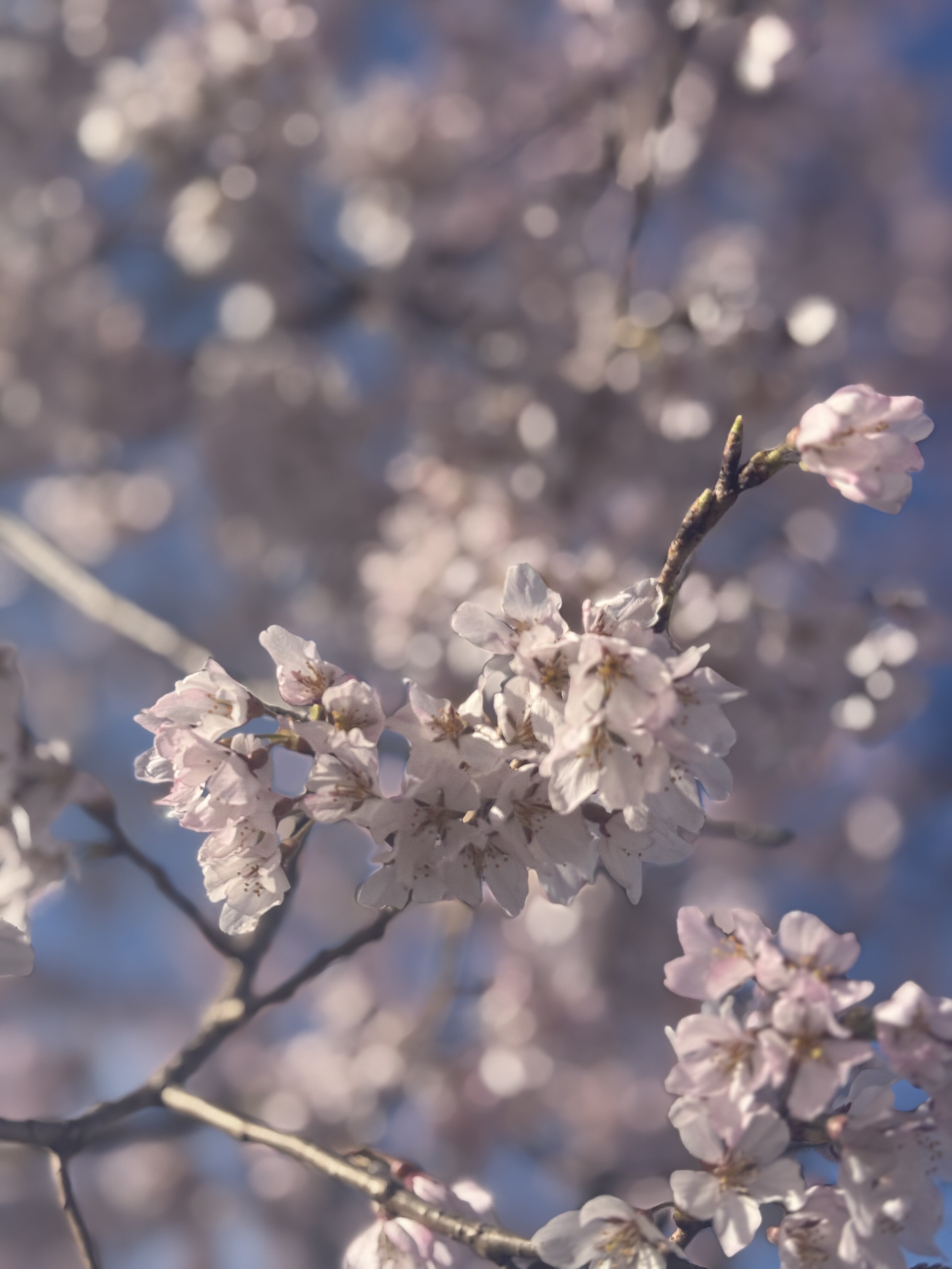 20250331cherryblossom