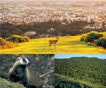 奈良公園の知られざる風景
