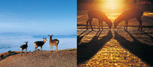 奈良公園の知られざる風景